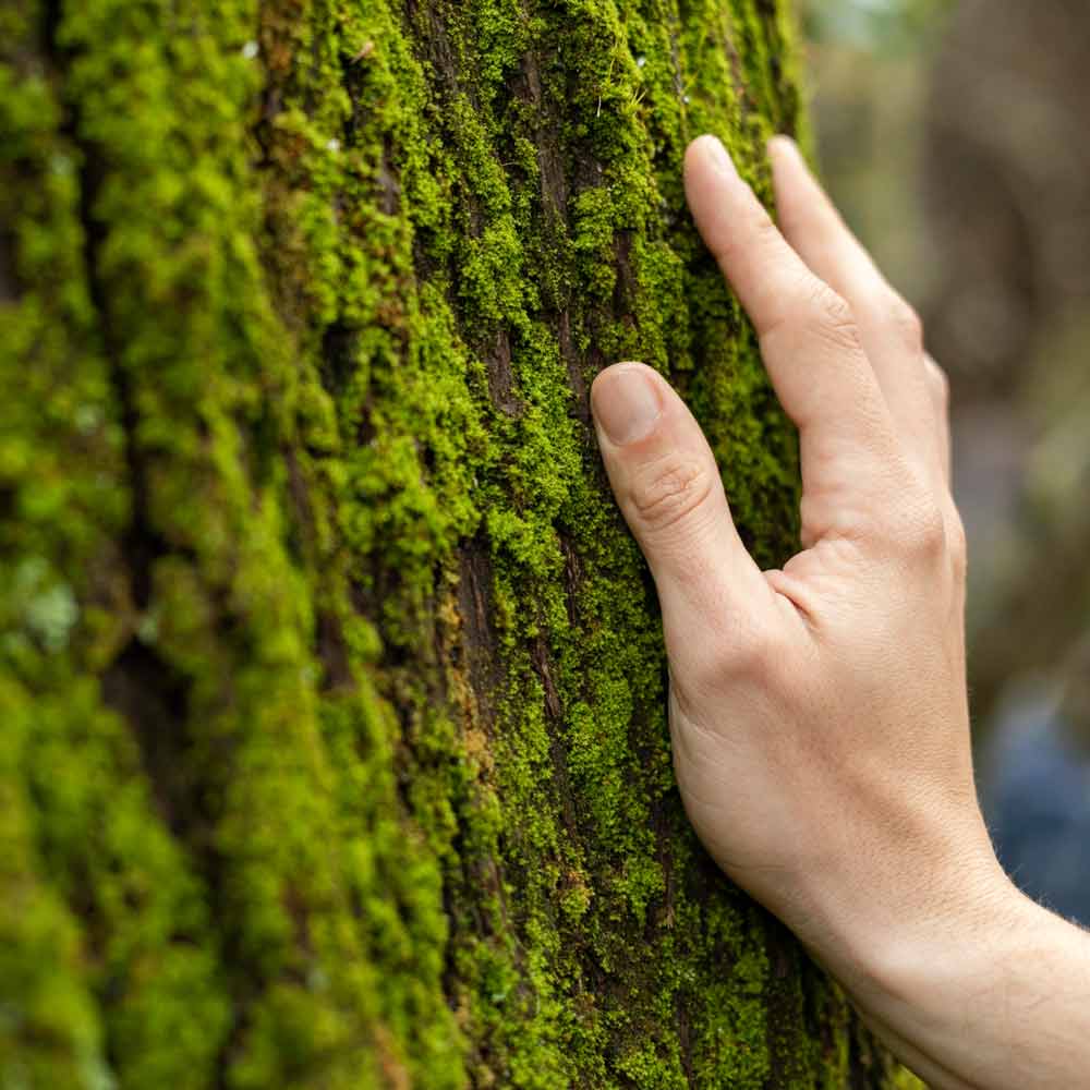 hand on tree green sunstainability